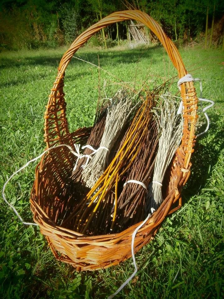 Un cesto con manico pieno di fasci di rami, pronti per essere intrecciati